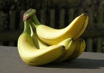 Valašské Klobouky: Fairtradový banánovník u gymnázia